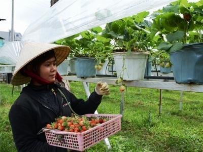 Mỗi năm, Đà Lạt cung cấp 1.200 tấn dâu tây tươi