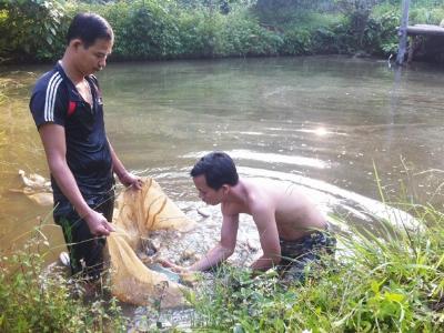 Bảo Yên (Lào Cai) có diện tích nuôi thủy sản đạt 385ha