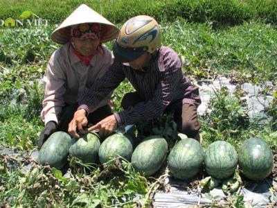 Dưa hấu VietGAP vào nhà hàng, khách sạn