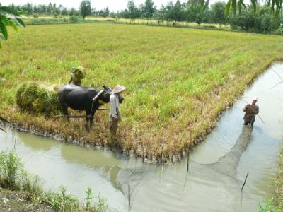 Giá cua biển tăng vọt