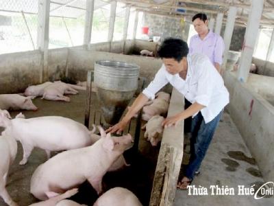 Thừa Thiên Huế không thiếu nguồn cung lợn giống