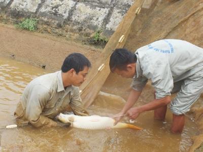 Lào Cai triển vọng của ngành sản xuất giống thủy sản