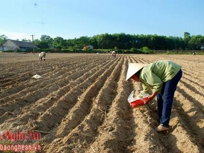 Thanh Chương tập trung sản xuất 4.000 ha hoa màu vụ hè thu