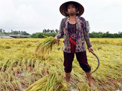 Lúa đổ rạp vì mưa, thương lái bỏ kèo