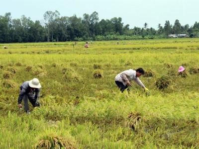 Lúa hè thu ách tắc đầu ra