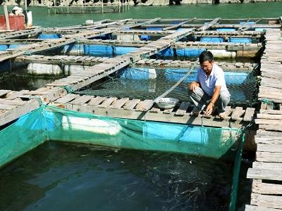 HTX Nuôi trồng thủy sản Vân Hải (Vân Đồn, Quảng Ninh) hướng đến sản phẩm sạch