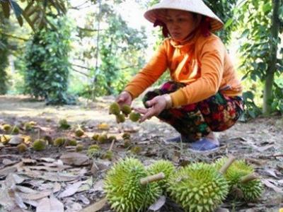 Nhà vườn trồng sầu riêng mất hàng trăm tỷ vì nhiễm mặn