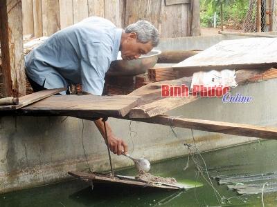 Cách làm giàu từ nuôi ba ba