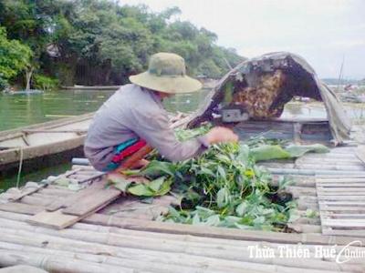 Thị xã Hương Trà, tỉnh Thừa Thiên Huế cá lồng giúp ổn định cuộc sống