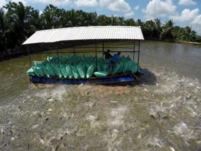 Nuôi cá tra quá lứa, quá cỡ bán cho thương lái: Nguy cơ mất tiền tỷ