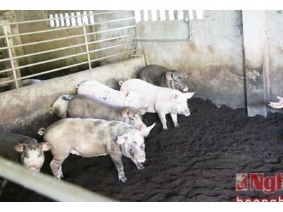 Nuôi lợn sử dụng đệm lót sinh học ở Cửa Lò (Nghệ An)