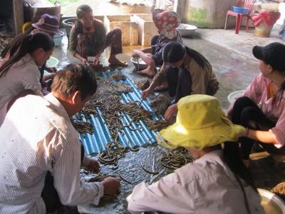 Nuôi lươn tậu xe sang, xây nhà đẹp