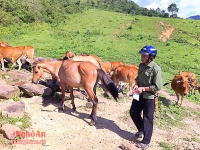 Triệu phú nuôi ngựa, bò ở bản Mông