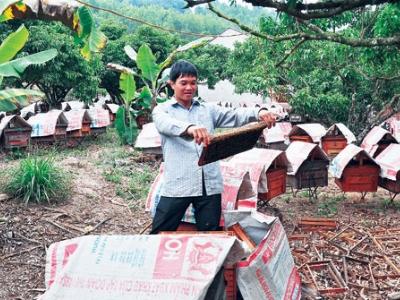 Bị ong đốt thành... triệu phú
