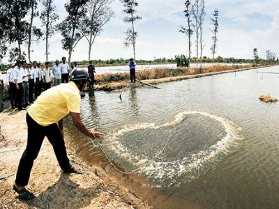 Đầu mùa mưa, người nuôi tôm cần cẩn trọng