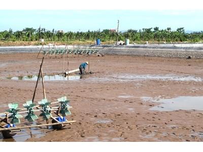 Ninh Bình tăng cường quản lý vùng nuôi tôm nước lợ