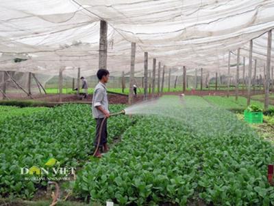 Rau an toàn vẫn khó tiêu thụ