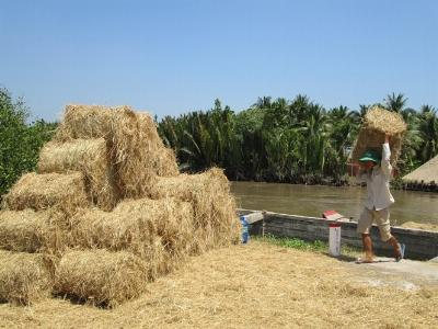 Rơm cuộn không làm bò sẩy thai