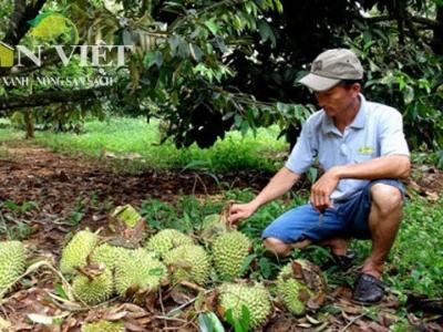 Sầu riêng sạch Long Thành vào siêu thị