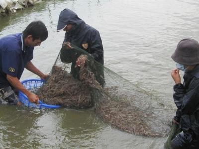 Cần tăng cường quản lý môi trường vùng nuôi thủy sản