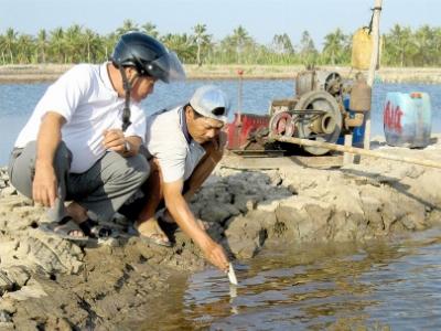 Bà Rịa Vũng Tàu chủ động phòng chống bệnh cho tôm nuôi mùa nắng nóng