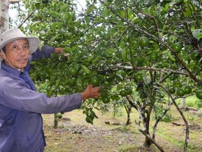 Thí điểm hoàn thiện, nhân rộng hợp tác xã kiểu mới