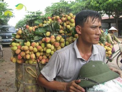 Vải thiều giảm sản lượng, giá tăng