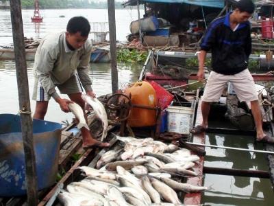 Vụ cá chết do xả thải ở Bà Rịa - Vũng Tàu tòa án nhận đủ đơn kiện của 33 hộ dân
