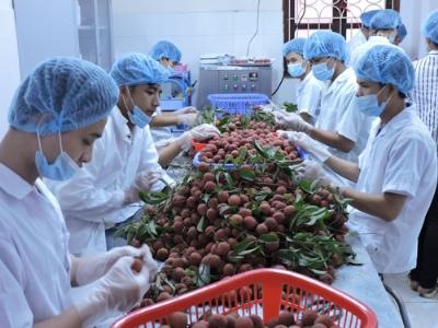 Trái cây Việt chinh phục thị trường khó tính