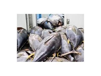 Xuất khẩu cá ngừ phục hồi trở lại