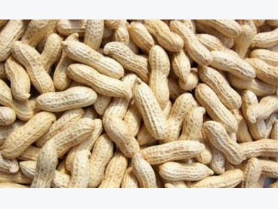 Peanut Farming (Groundnut) Information Guide