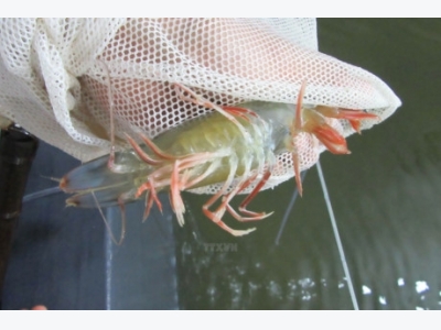 Ca Mau looks to develop shrimp sector