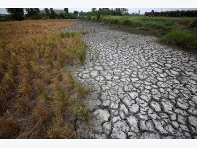 Vietnams key rice crop output falls more than expected on saltwater, rain
