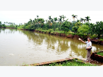 Mô hình nuôi cá chép thương phẩm ở Hồng Phong