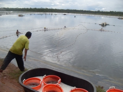 EMS-ravaged shrimp sector bounces back in Belize