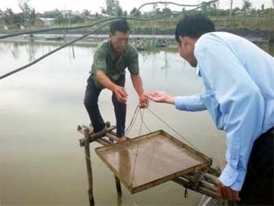 Chắc ăn như nuôi tôm đất