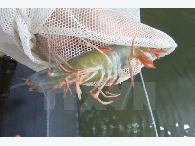 More shrimp farming cooperatives meet ASC standards