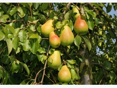 Pear Fruit Growing Information Guide