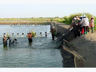 Có thể truy xuất nguồn gốc tôm nuôi với độ chính xác cao
