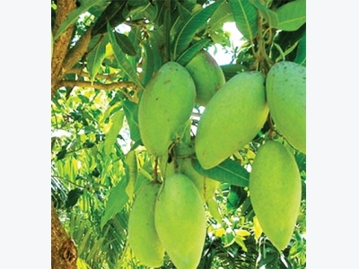 Three-color mangoes and other branding efforts