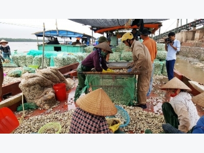 Ngao chết hàng loạt vì nắng nóng ở Hải Phòng