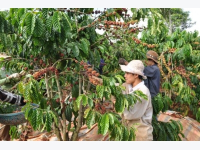 Coffee needs climate change adaptation