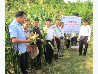 Tiềm năng từ mô hình trồng ngô trên đất dốc