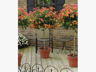 Diseases who attacks balcony plants
