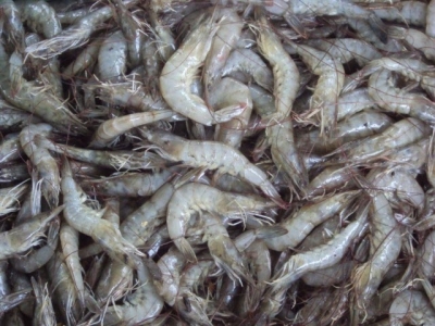 The warmwater shrimp revolution