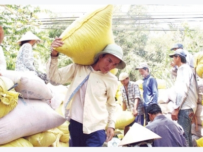 Hạt gạo Việt Nam: Nông dân nghèo trên vựa hạt ngọc trời