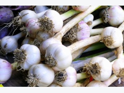 Garlic Cultivation Information Guide