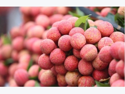 Vietnamese fresh lychees enter Thailand