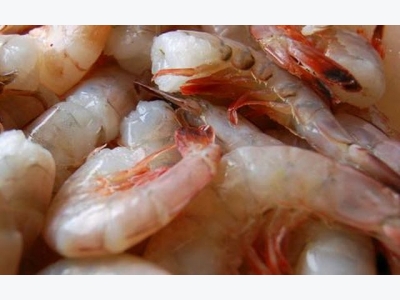 Whats behind the battle against farmed shrimp imports?