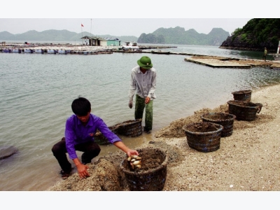 Quảng Ninh: Nhiều giải pháp phát triển thủy sản